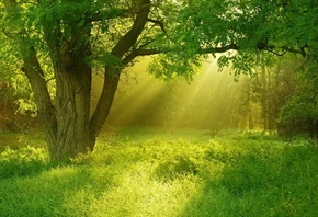 golden, sunray, forest, tree, green
