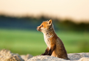 red fox, wild, rock, lonely