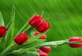 tulips, red, rain, branch