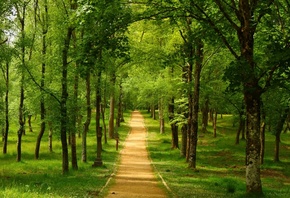 forest, path, tree, green