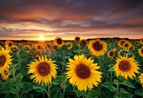 ����������, ������, �����