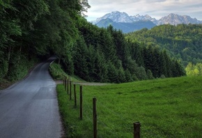 road, forest, tree, green