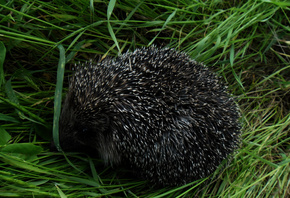 ����, �����