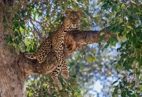 природа, животное, leopard, дерево, ветка