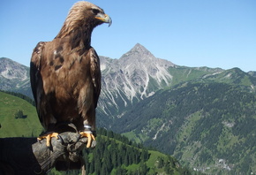 bird, ������, raptor, ����