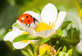 ����� �������, ������, �������