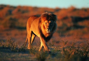 ���, �������, ������