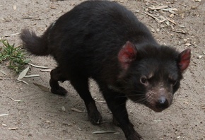 тасманский дьявол, черный, маленький