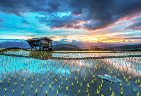 rice, fields, water, cottage