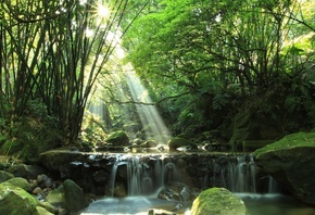 sunlight, tree, waterfall, river
