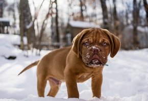 puppy, cute, brown, snow