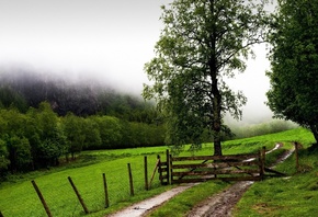 fence, tree, grass, green