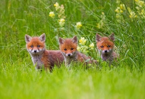 cub, fox, grass, forest