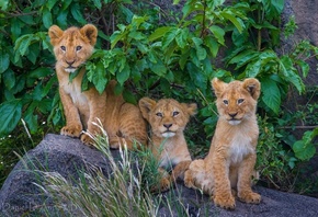 cubs, big cat, tree, wild