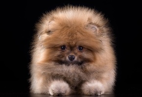 ������, ����, ������ ���, ��������