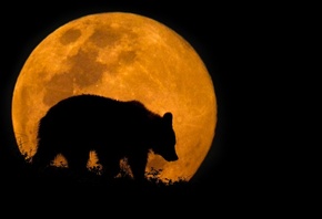 ����, �������, ������, ����, 3d