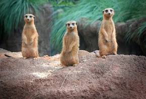 ��������, ������, �����