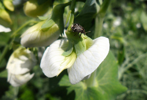 ���, ��, �����, �����