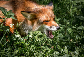 ����, �����, ��������