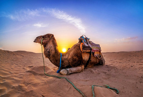 camel, desert, sand, sun