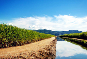 sugarcane, fields, water, grass