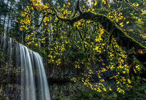 ���, ����, �������, �������, ���, �����, Silver Falls State Park, �������