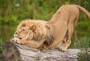 ���, ������, ����, �������