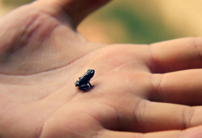 �������, ����������, ������