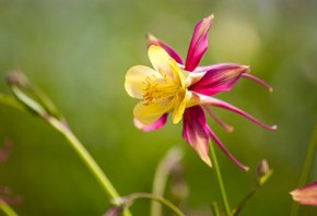 branch, flower, natural, colors