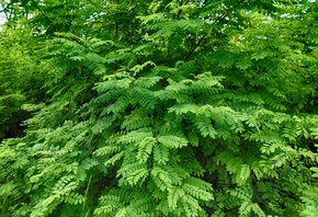 ������, ������, �����