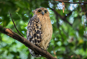 ����, �����, ������, ���