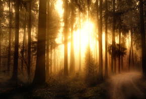 , , , , Misty Forest-2, 