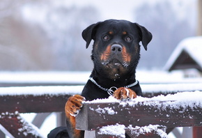 rottweiler, dog, snow, winter
