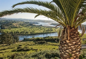 palm tree, river, delta, green