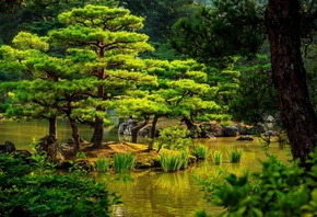 tree, park, water, garden