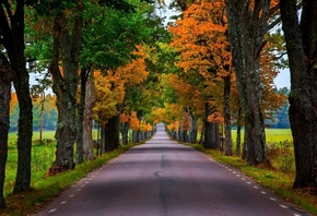 road, leaves, tree, branch