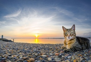 cat, beach, sunset, ocean