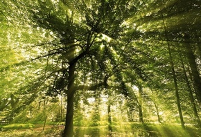 sunny, forest, sunlight, tree