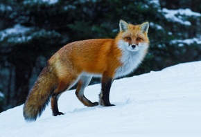 ����, ����, ��������, �����