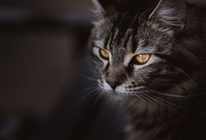 ���, ������, ����� ����, ����� ���