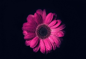 ������, ������ ���, ����