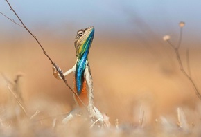 ����� ����, ����, �������