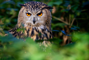 owl, tree, watching, bird