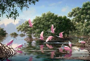 spoonbills, pinks, water, tree, river