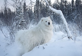samoyed, snow, dog, cute