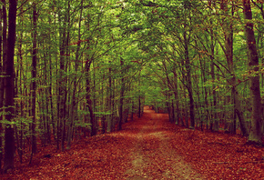 green, forst, leaves, tree