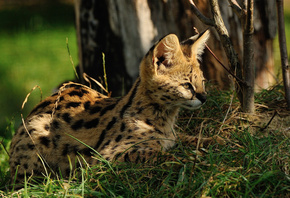 �������, �����, Serval, ��������