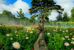 garden, flowers, tree, grass