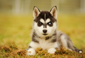 husky, dog, puppy, cute