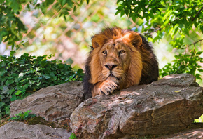 lion, resting, tree, stone, wild cat